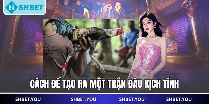 đá gà cựa dao
