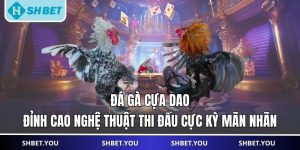 đá gà cựa dao