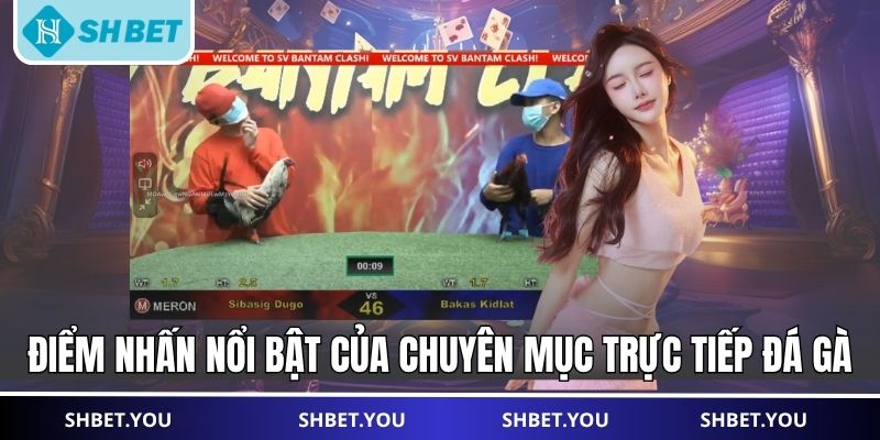 trực tiếp đá gà