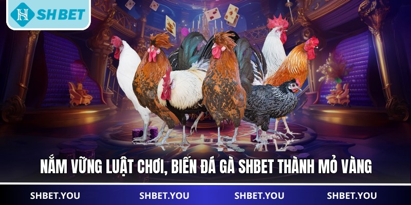 đá gà shbet