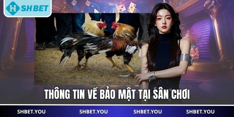 đá gà cựa dao