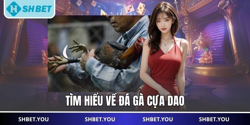 đá gà cựa dao