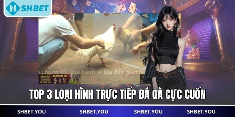 trực tiếp đá gà