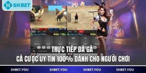 trực tiếp đá gà