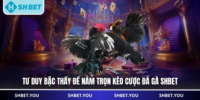 đá gà shbet